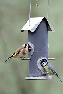 Goldcrests: Goldfinch and Blue Tit - (Cyanistes caeruleus)
