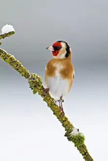 Brian Bevan: Goldfinch - on branch in snow