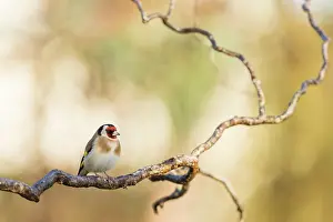 Salix: Goldfinch on branch of willow in winter, France