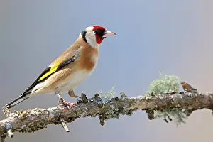 Passeriforme: Goldfinch (Carduelis carduelis) on a branch, Valais
