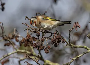 Alder: Goldfinch, Carduelis carduelis, feeding on Comm