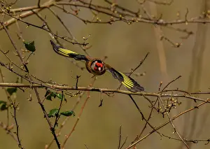 Soaring: Goldfinch, Carduelis carduelis, in flight in woodland