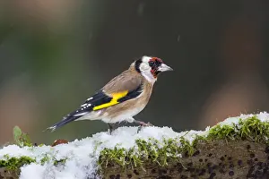 Chill: Goldfinch (Carduelis carduelis) on a stump in winter