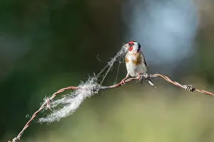 David Chapman: Goldfinch - Collecting Wool - UK