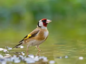 Finch: Goldfinch, european goldfinch (Carduelis carduelis)
