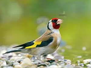 Finch: Goldfinch, european goldfinch (Carduelis carduelis)