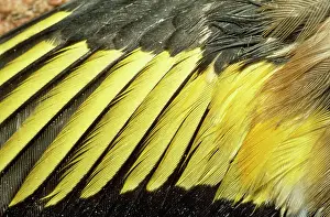 D. W. Greenslade: Goldfinch - feathers on wing