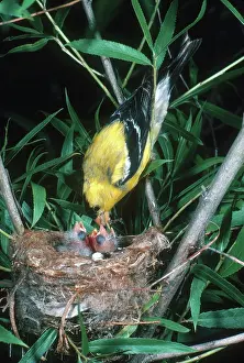 Tristis: Goldfinch Feeding Chicks