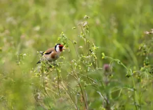 Goldfinches: Goldfinch - feeding on Groundsel in uncultivated field