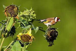 Ripened: Goldfinch, feeding on ripened sunflower seeds, (Helianthus