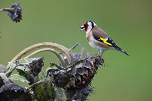 Goldfinches: Goldfinch - feeding on sunflower seeds, North Hessen