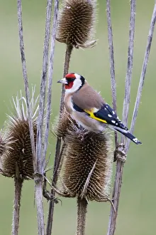 Goldfinches: Goldfinch - feeding on teasel seeds, North Hessen, Germany