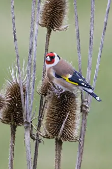 121118: Goldfinch - feeding on teasel seeds, North Hessen, Germany