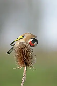 Teasels: Goldfinch - Feeding on teasel side view