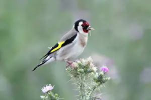 Thistles: Goldfinch - feeding on thistle seeds