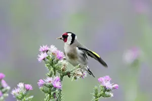 Thistles: Goldfinch - feeding on thistle seeds