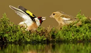 Raised: Goldfinch - with female Chaffinch (Fringilla coelebs)