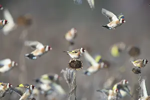 Pomerania: Goldfinch - flock foraging in a sunflower field