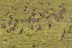 Linnet: Goldfinch - flying in small flock - showing yellow