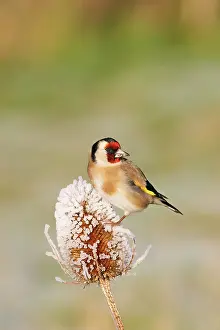 Teasels: Goldfinch - On frozen teasel side view