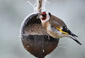Finch: Goldfinch, goldfinch, (Carduelis carduelis) eats sunflower