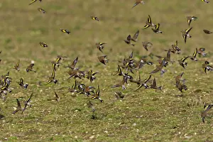 Linnet: Goldfinch and Linnet (Carduelis cannabina) - mixed