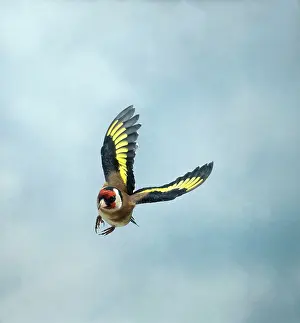 Turning: Goldfinch - Male in flight turning head on wings up