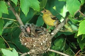 Tristis: Goldfinch on Nest