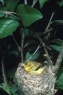 Tristis: Goldfinch on Nest