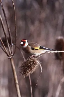 Goldfinch: GOLDFINCH - PERCHED ON BRANCH