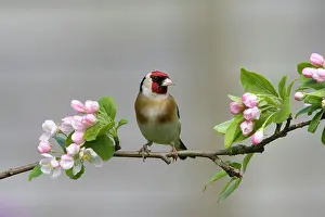 Goldfinches: Goldfinch - perched on branch with Spring blossom