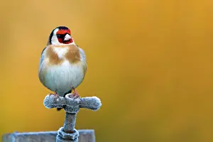 Goldfinches: Goldfinch - perched on frosty tap