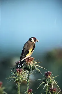 Thistle: GOLDFINCH - perched on a thistle