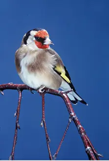Goldfinches: GOLDFINCH - perched on twig