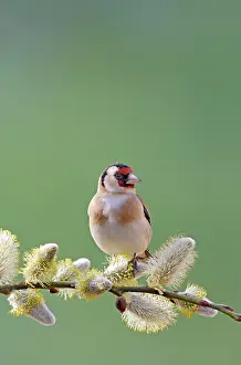 Carduelis: Goldfinch - on pussy willow