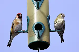 Serins: Goldfinch and Serin (Serinus serinus) - at birdfeeder