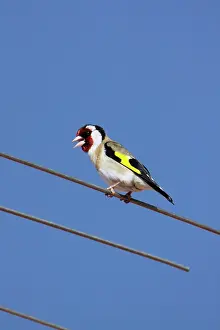 Television: Goldfinch - singing from television antennae