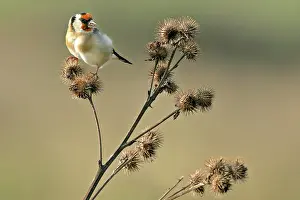Thistles: Goldfinch - sitting on thistle feeding on thistle seed