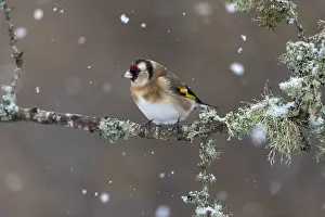 Goldfinches: Goldfinch - In Snow - Cornwall - UK