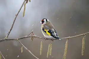 Goldfinches: Goldfinch - in Snow - Cornwall - UK