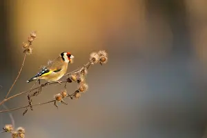 Jake Stephen: Goldfinch standing on Teasel head in evening light