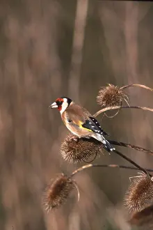 Goldfinch: GOLDFINCH - on teasel, (Dipsaeus fullonum)