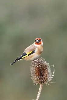 Teasels: Goldfinch - On teasel side view
