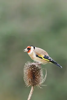 Teasels: Goldfinch - On teasel side view