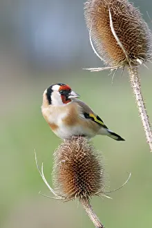 Teasels: Goldfinch - On teasel front view