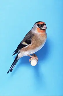 Goldfinch: GOLDFINCH X BULLFINCH - hybrid