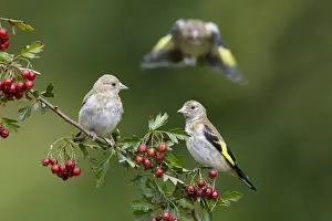 Goldfinches: Goldfinch - Young on Hawthorn - One in Flight -