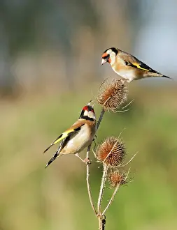 Teasels: Goldfinches - 2 birds fighting over teasels