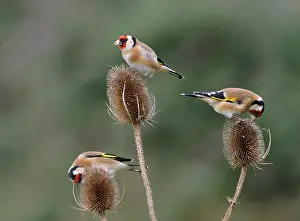Teasels: Goldfinches - 3 birds feeding on teasels