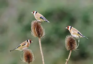 Teasels: Goldfinches - 3 birds feeding on teasels